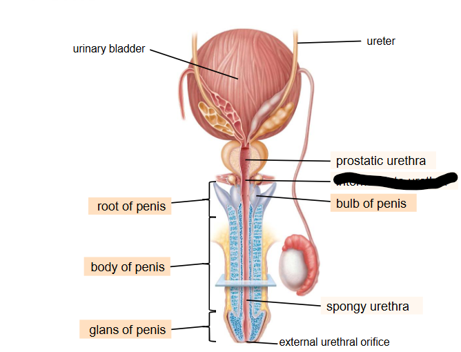 <p>What is this within the Reproductive Ducts?</p>