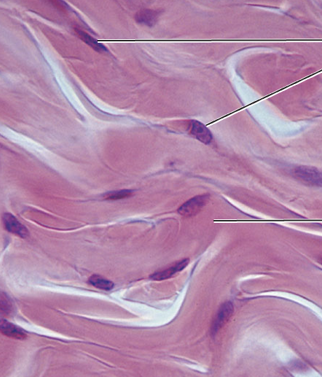 <p>What tissue type does this image depict?</p>