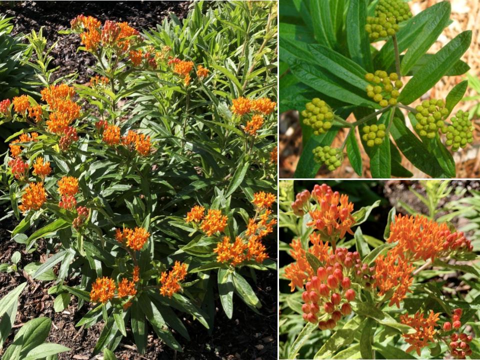 Butterflyweed