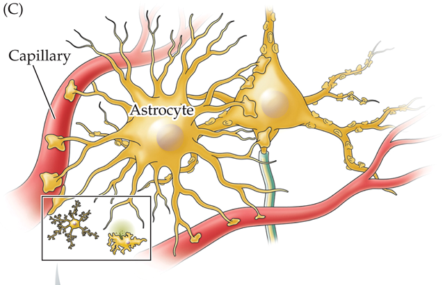<p>a star-shaped glial cell with numerous processes that extend in all directions; monitor neuronal activity and regulate blood flow to meet neural demand</p>