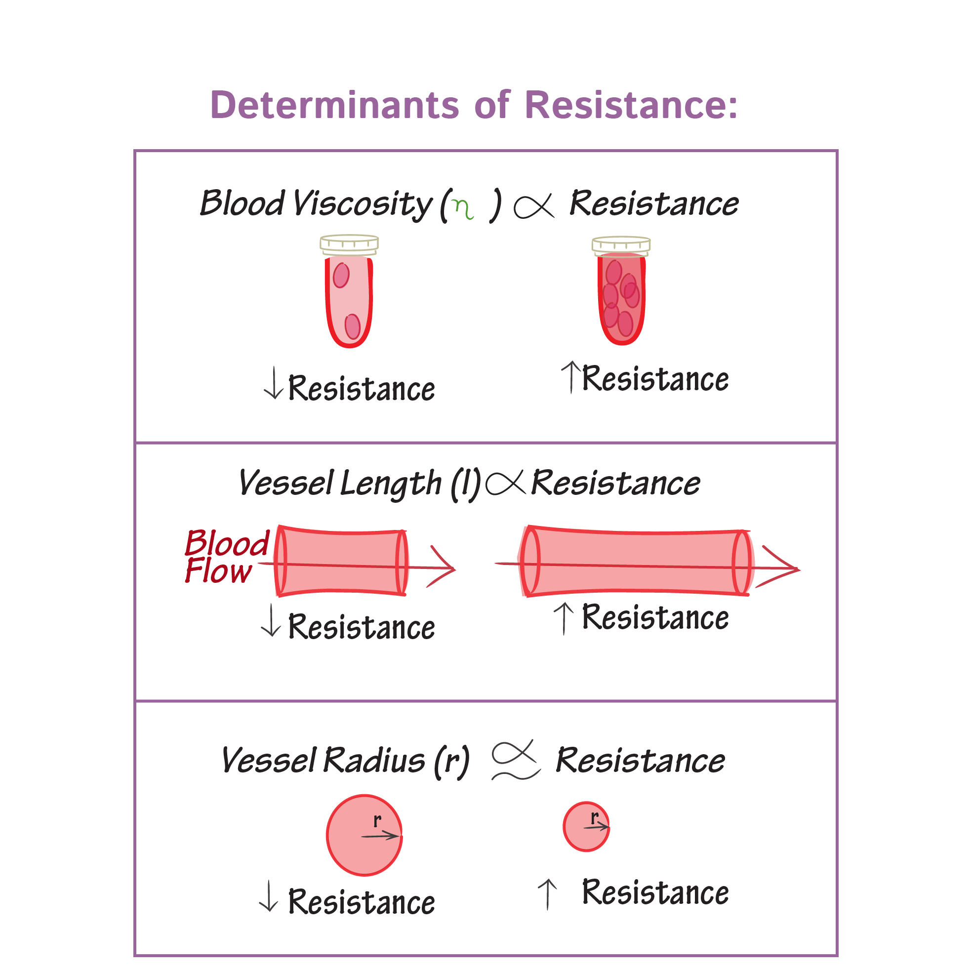 <p><span>What factors influence peripheral (systemic) resistance?</span></p>