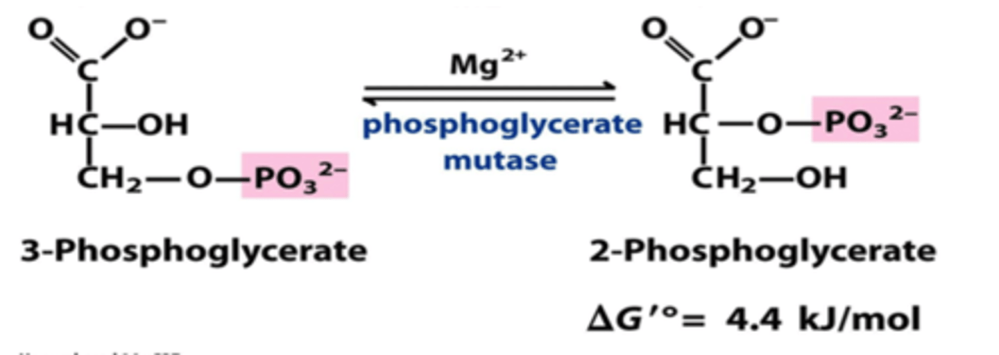 <p>- rearrangement rxn where phosphate group shifts from C-3 to C-2</p><p>- Mutases catalyze the transfer of functional groups within the same molecule (phosphoglycerate mutase)</p>