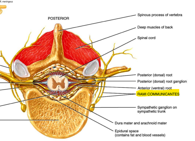 <p>Jungiamoji šaka </p>