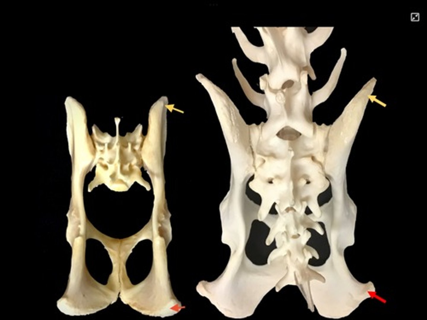 <p>thick caudal protuberance on ischium</p>