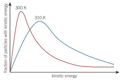 <p>shifts to the right and the peak is lower</p>
