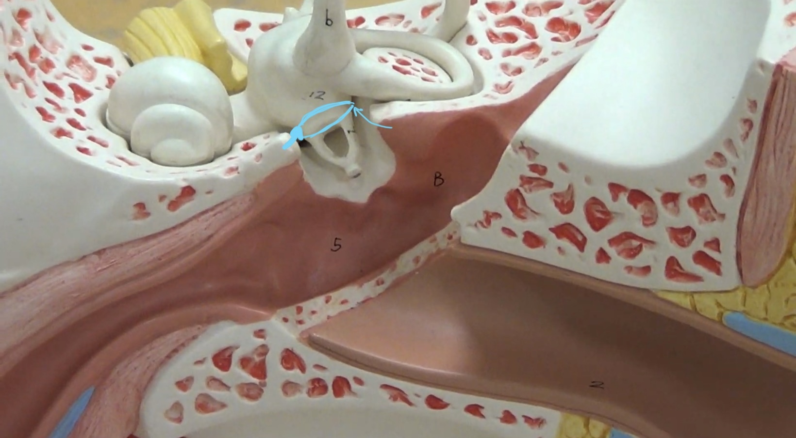 <p>The connecting part</p>