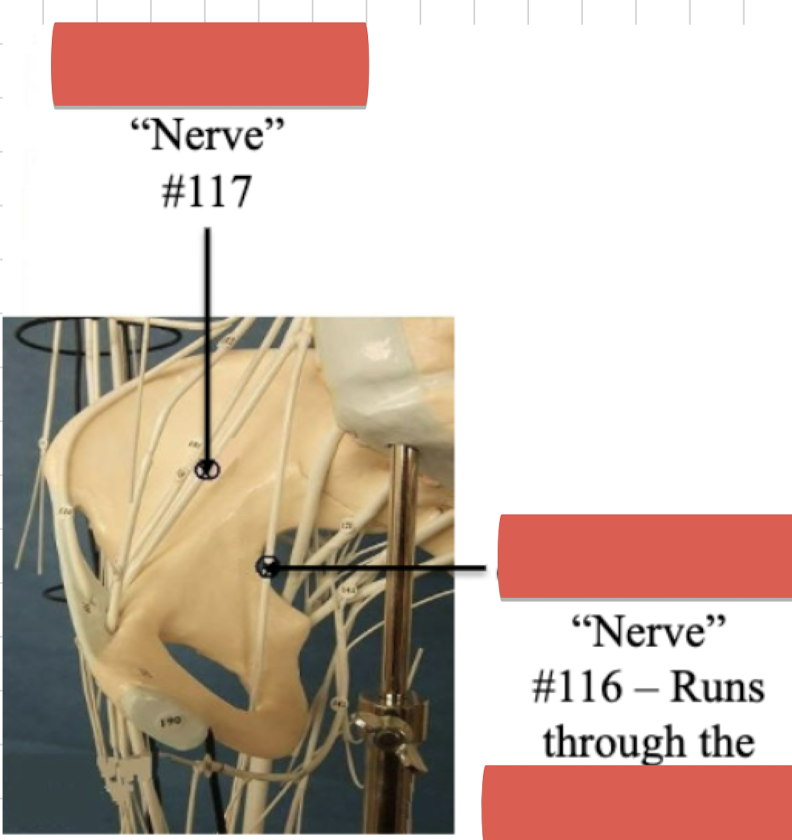 <p>Label nerve “116”</p>