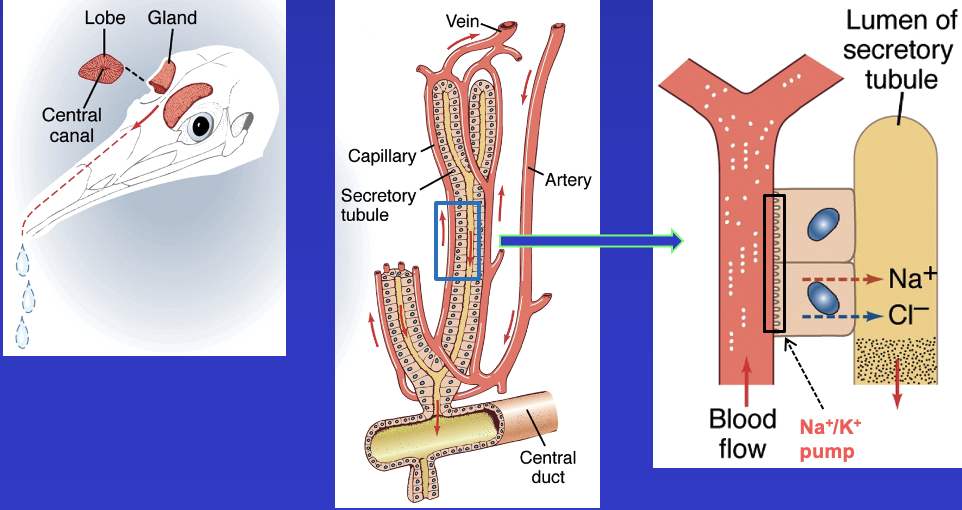 confront problems of water loss (skin) and salt loading (by drinking and food uptake)

no concentrated urine

blood osmotic pressure much less than sea water

problem: maintaining hyposmotic blood to seawater?

solution: salt glands for osmotic and ionic regulation, salt glands found in head? ducts well arranged with capillaries, blood flow through capillaries, Na/K pump, Na and Cl pumped into secretory tubules