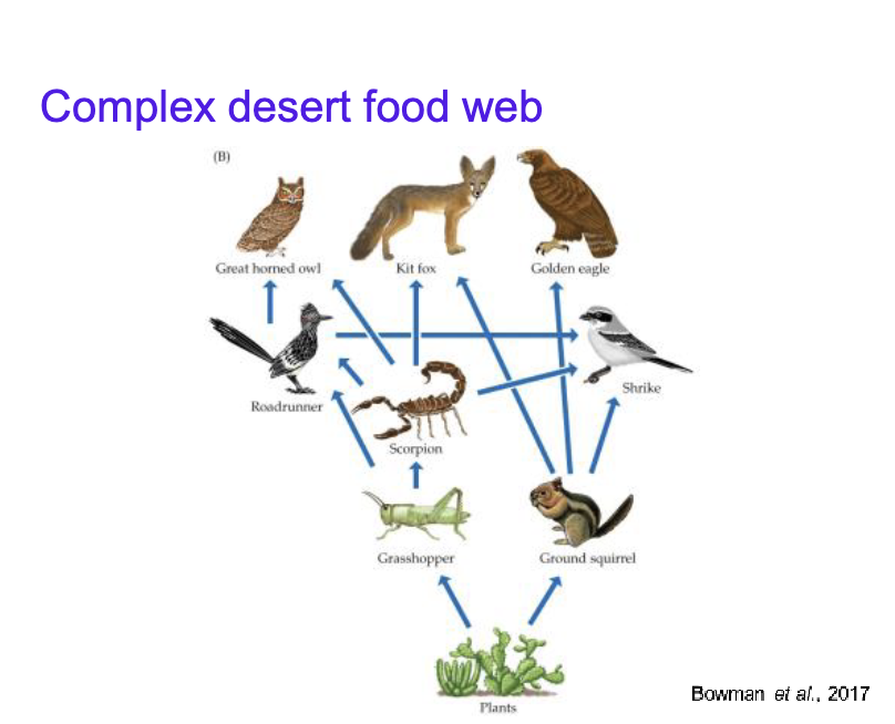 <p>More complex desert food web</p>