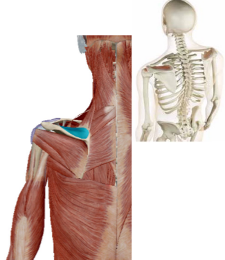 <p>Welke spier is dit</p>