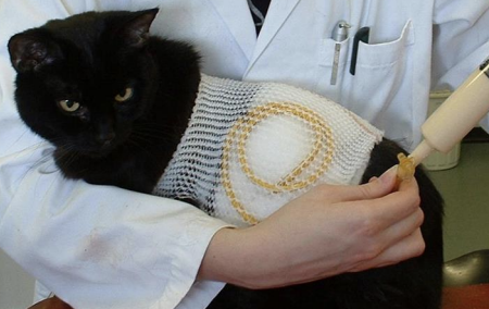 <p>What type of tube used for enteral feeding is a good long term option, is well-tolerated, and can be used with blenderized pet food? It is expensive, requires general anesthesia, can cause cellulitis or infection at the stoma site, includes risk of peritonitis, must be placed for 24 hours before using, and must be placed 10-14 days before being removed. It is good for animals with esophageal diseases. Surgical placement, endoscopic guidance, and blind technique can all be used.</p>