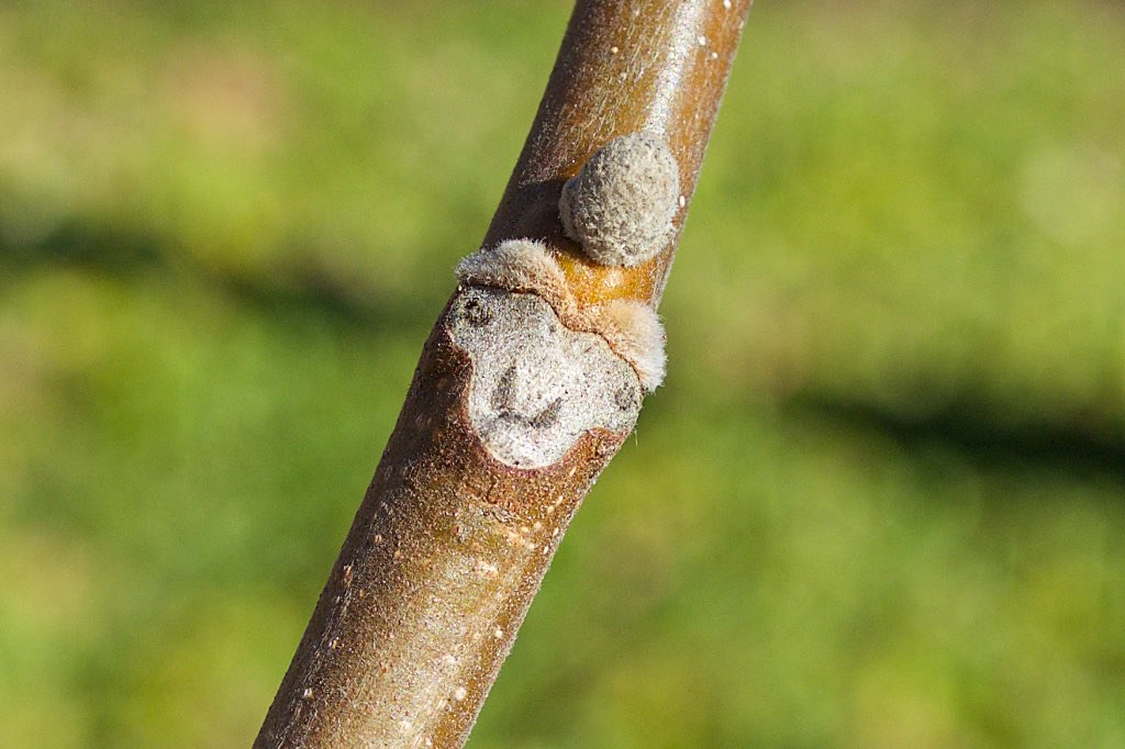 <ul><li><p>rich / dry / moist sites</p></li><li><p>alt branch</p></li><li><p>bark: light grey, brown cracks, shallow ridges (appears sanded)</p></li><li><p>leaves: pinnate, compound, 11-17, terminal, ovate, serrated margins</p></li><li><p>“eyebrow” hair leaf scar</p></li><li><p>buds: naked tan buds</p></li><li><p>most look like they’re dying</p></li><li><p>repro: nut in oval husk</p></li></ul>