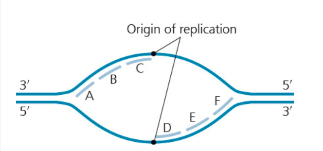 <p><span><span>Which of the labeled Okazaki fragments would be the first two to be synthesized? (The leading strands are nor shown) </span></span></p>