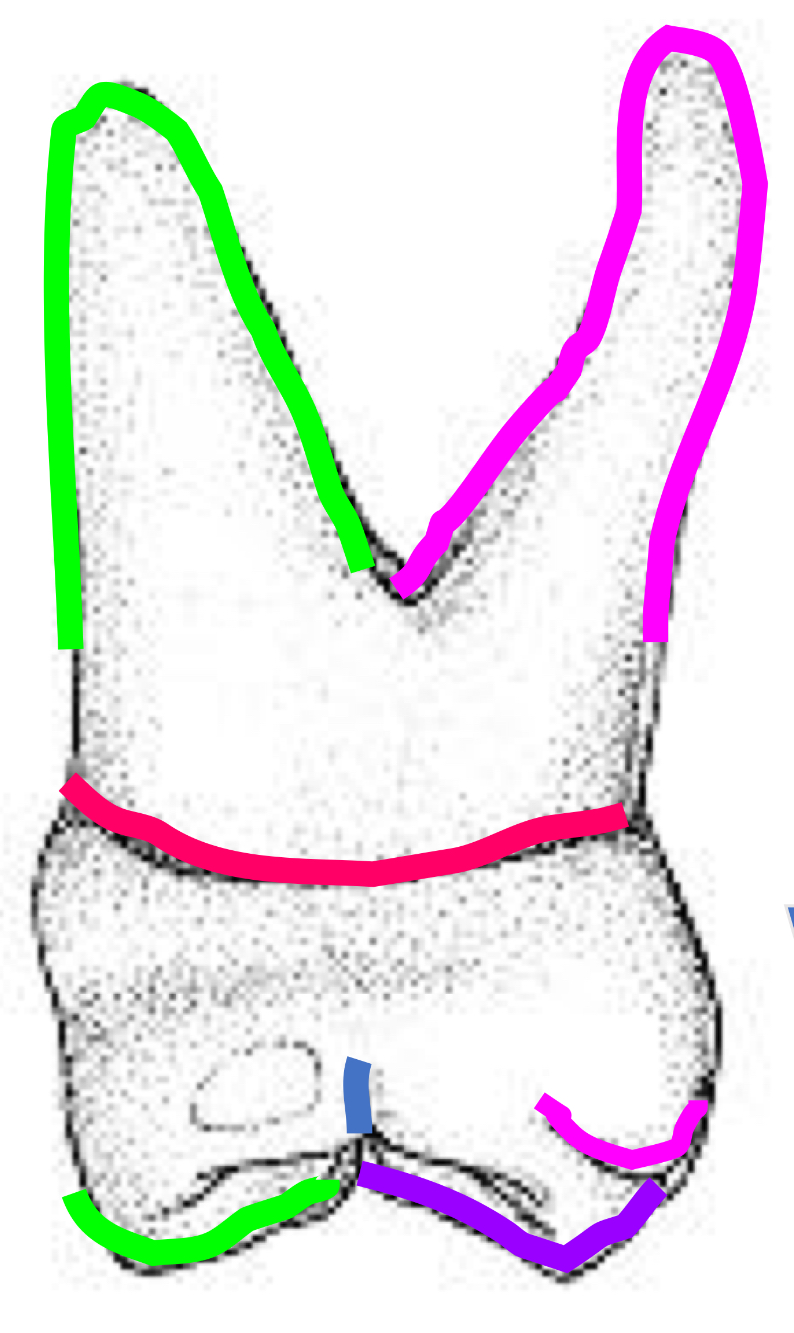 <p>Name the tooth and hi-lighted portions</p>