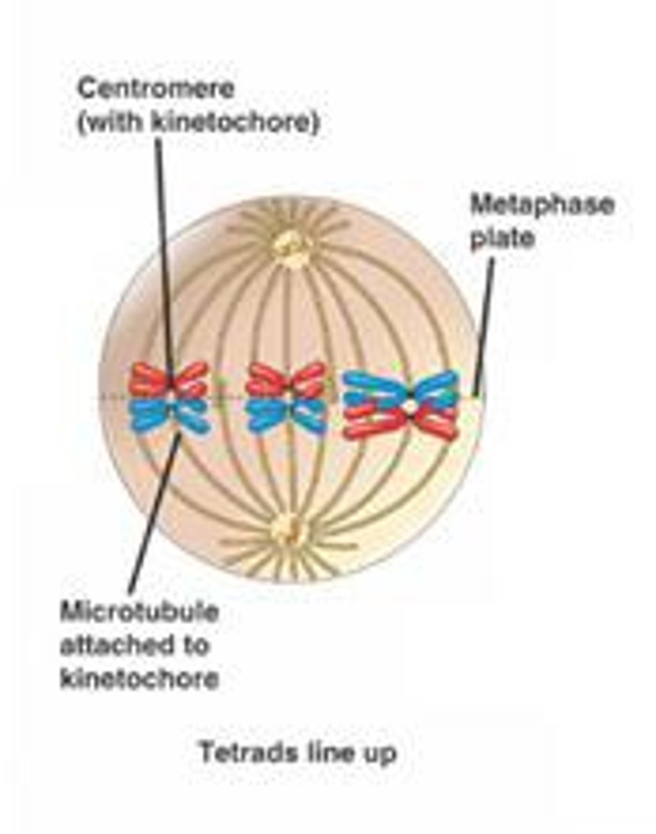 <p>the tetrads line along the equator</p><p>the centrosome for one homologous in the tetrad attach to the spindle fibers</p><p>the centromere for the other attaches to the spindle fibers facing the other pole of the cell</p>