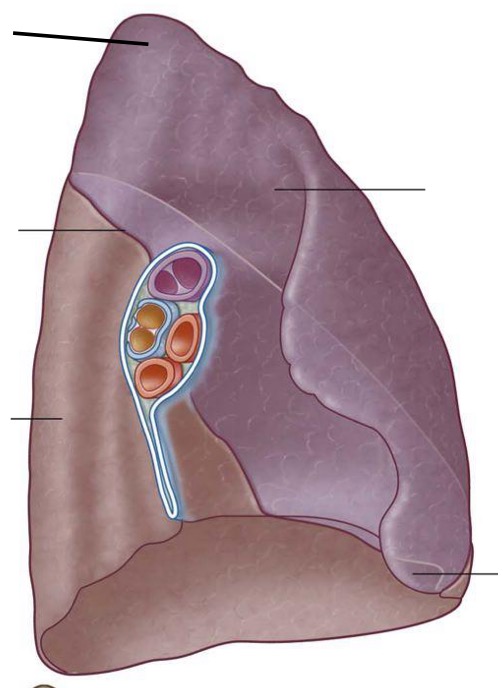 <p>Right or left lung ?</p>
