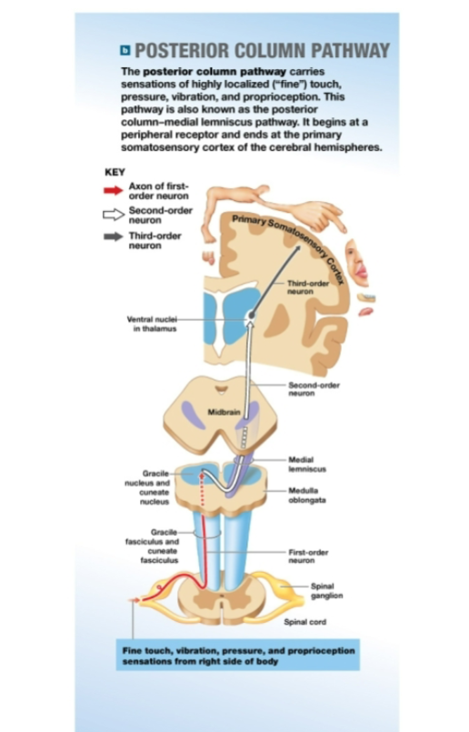 <p>Shows which parts of the brain are responsible for sensations from different body parts.</p><p><em>*larger body parts on map are more sensitive, meaning more brain space and vice versa</em>*</p>