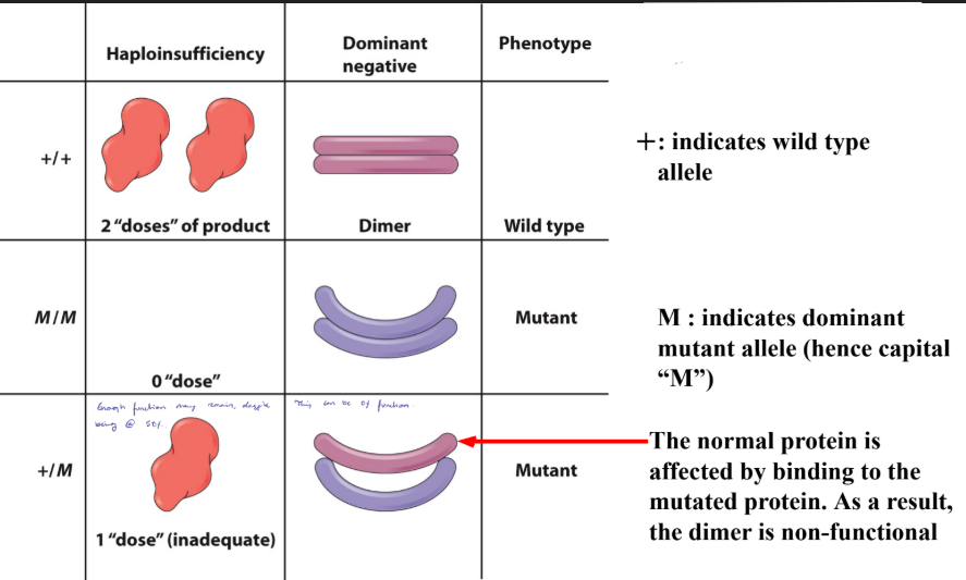 <ul><li><p>The normal protein is affected by binding to the mutated protein. </p></li><li><p>As a result, the dimer is non-functional. </p></li></ul><p></p>