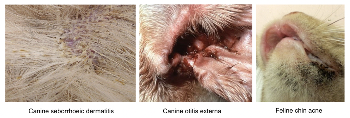 <p>Dogs - otitis externa (head shaking, discharge, inflammation), seborrheic dermatitis (greasy coast and foul odor)</p><p>Cats - feline chin acne, dermatitis</p>