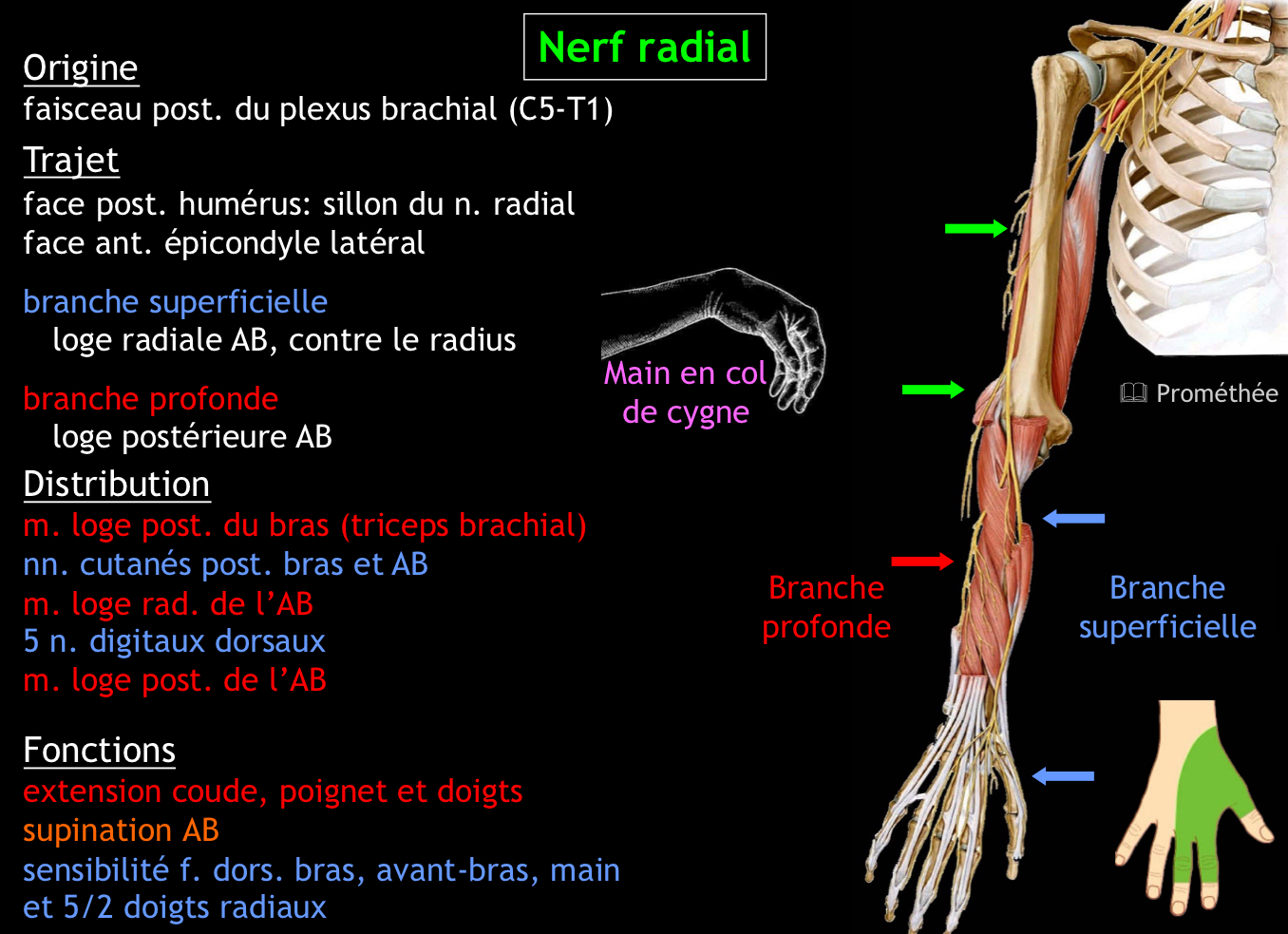 <p>Le nerf radial</p>