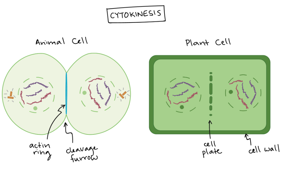 <ul><li><p>Division of parent cell cytoplasm into 2 daughter cells</p></li><li><p>Cell membranes form</p></li></ul>