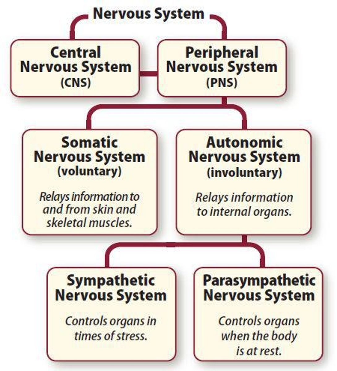<p>Relays information between external sensory receptors and CNS.</p>