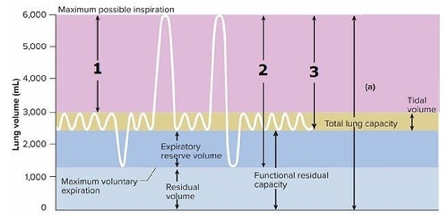 <p>Name the respiratory volume labeled 1 on this graph.</p><p>A) Inspiratory reserve volume</p><p>B) Maximum inspiratory volume</p><p>C) Forced inspiratory volume</p><p>D) Functional inspiratory volume</p><p>E) Inspiratory ventilation volume</p>