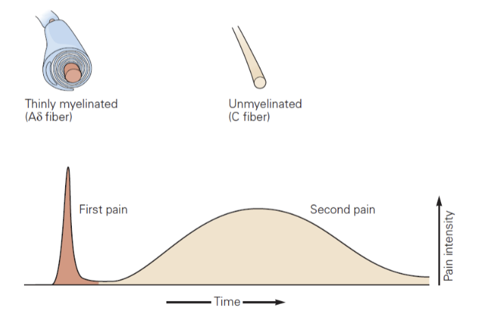 <p>initial sharp pain followed by slower, throbbing pain</p><ul><li><p>A-delta fibre = first sharp pain</p></li><li><p>C fibre = throbbing pain</p></li></ul><p></p>