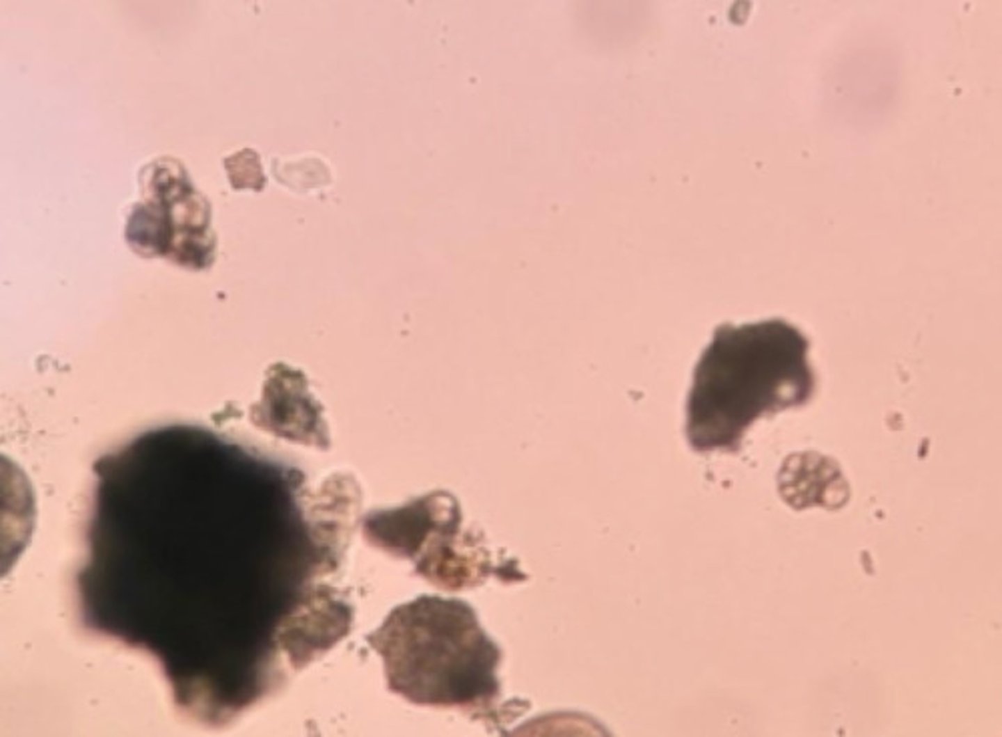 <p>A. Domain, Kingdom, Primary Clade, Secondary Clade</p><p>B. List the characteristics.</p>