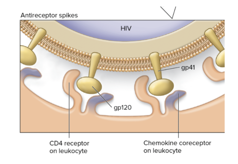 <p>Viral Attachment</p>