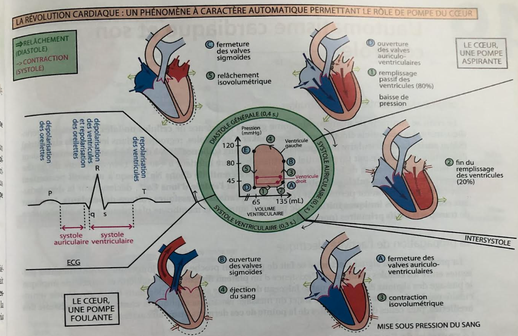 <p>Systole auriculaire </p><p><span data-name="point_right" data-type="emoji">👉</span> <strong>Contraction des oreillettes</strong></p><p> </p><ul><li><p>Les oreillettes droite et gauche se contractent.</p></li><li><p>Le sang est <strong>chassé des oreillettes vers les ventricules</strong>.</p></li><li><p>Les <strong>valvules auriculo-ventriculaires</strong> (mitrale et tricuspide) sont <strong>ouvertes</strong>.</p></li><li><p>Cette phase termine le remplissage des ventricules.</p></li></ul><p> </p><p> <span data-name="two" data-type="emoji">2⃣</span> Systole ventriculaire </p><p><span data-name="point_right" data-type="emoji">👉</span> <strong>Contraction des ventricules</strong></p><p> </p><ul><li><p>Les ventricules se contractent fortement.</p></li><li><p>Les <strong>valvules auriculo-ventriculaires se ferment</strong> (pour empêcher le reflux du sang).</p></li><li><p>Le sang est <strong>éjecté</strong> :</p><ul><li><p>du ventricule droit vers l’<strong>artère pulmonaire</strong>,</p></li><li><p>du ventricule gauche vers l’<strong>aorte</strong>.</p></li></ul></li><li><p>Les <strong>valvules sigmoïdes</strong> (pulmonaire et aortique) sont <strong>ouvertes</strong>.</p></li></ul><p> </p><p> <span data-name="three" data-type="emoji">3⃣</span> Diastole auriculaire </p><p><span data-name="point_right" data-type="emoji">👉</span> <strong>Relâchement des oreillettes</strong></p><p> </p><ul><li><p>Les oreillettes se relâchent.</p></li><li><p>Elles se <strong>remplissent de sang</strong> :</p><ul><li><p>l’oreillette droite reçoit le sang venant des veines caves,</p></li><li><p>l’oreillette gauche reçoit le sang venant des veines pulmonaires.</p></li></ul></li></ul><p> </p><p> <span data-name="four" data-type="emoji">4⃣</span> Diastole ventriculaire </p><p><span data-name="point_right" data-type="emoji">👉</span> <strong>Relâchement des ventricules</strong></p><p> </p><ul><li><p>Les ventricules se relâchent.</p></li><li><p>Les <strong>valvules sigmoïdes se ferment</strong>.</p></li><li><p>Les <strong>valvules auriculo-ventriculaires s’ouvrent</strong>.</p></li><li><p>Le sang passe passivement des oreillettes vers les ventricules, préparant le prochain battement.</p></li></ul><p></p>