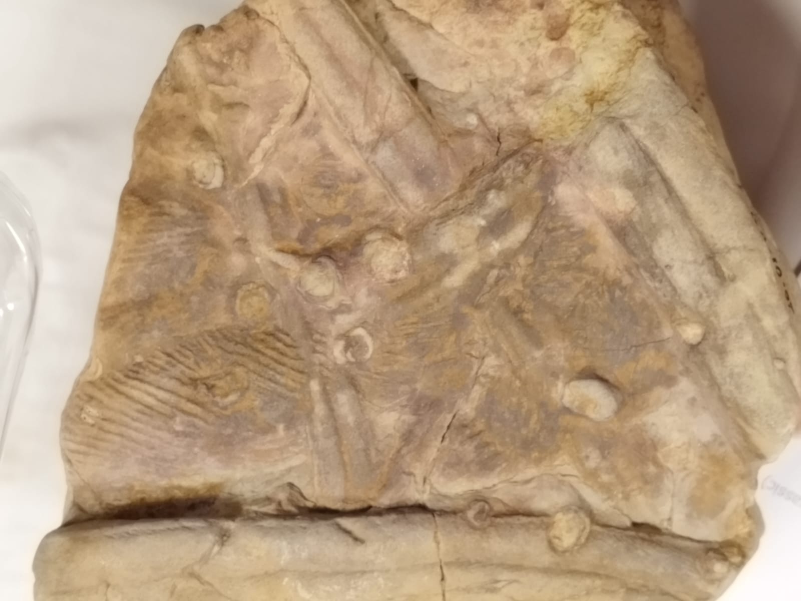 <p>Trace Fossils</p>