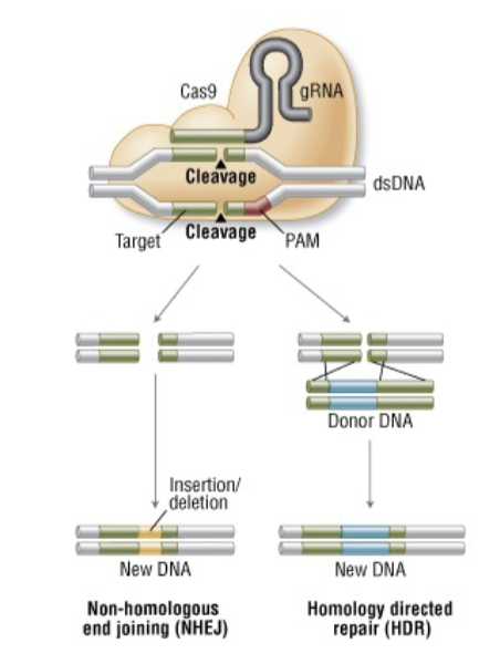 <p>CRISPR/Cas9: Genome Editing</p><p> What types of changes can be made?</p>