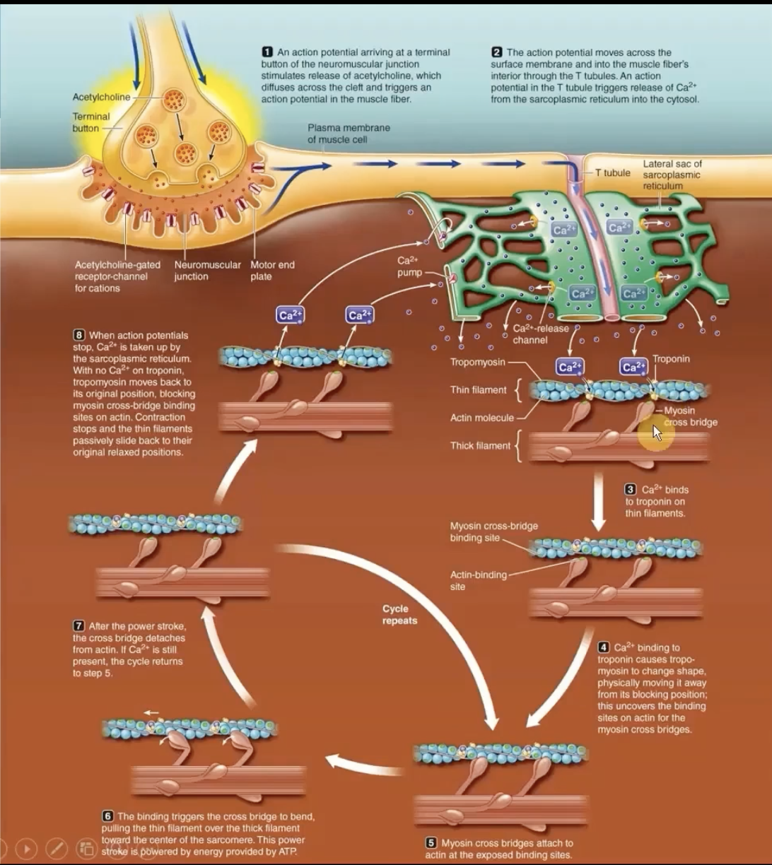 <p>tube system for action potential to travel down sarcoplasmic retirculum. </p><p>allows calcium release channels to open and release calcium into the cytoplasm</p><p>-Triggers opening of Ca2+ channels from the sarcoplasmic reticulum into the cytosol</p><p>-Ca2+ binds to troponin</p><p></p><p>sarcoplasmic reticulum stores calcium needed for muscle contraction.</p><p>T-tubules come into contact with these reticulum. </p>