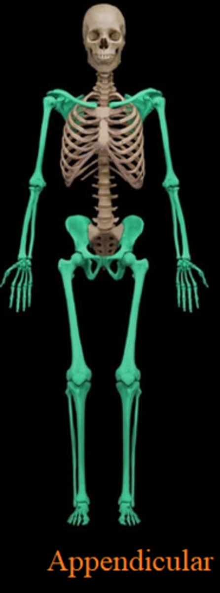 <p>Pectoral girdle, pelvic girdle, upper and lower limbs</p>
