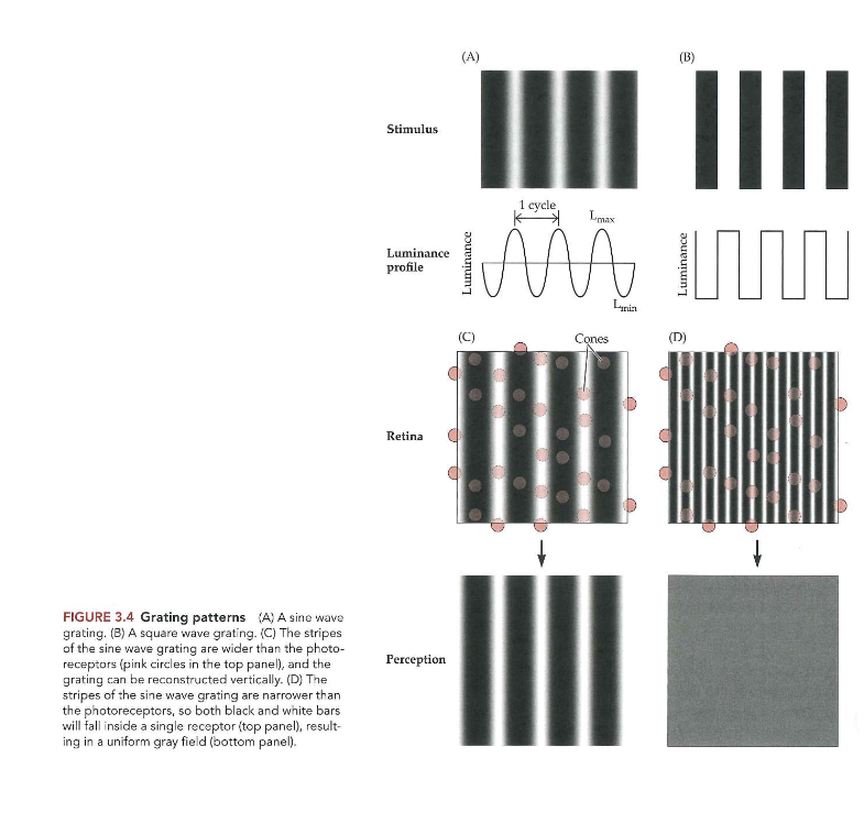 <ul><li><p>sinusgolfroosters projecteren op netvlies (A)</p><ul><li><p>lichtintensiteit varieert geleidelijk &amp; continu gedurende elke cyclus</p></li></ul></li><li><p>bij B: intensiteit verandert abrupt van zwart naar wit &amp; terug naar zwart</p></li></ul><p>→ receptoren zo verdeeld dat witste &amp; zwartste delen van rooster op afzonderlijke kegels vallen (C): we zien strepen</p><p>→ als hele cyclus op 1 kegel valt (D): we zien een grijs veld</p><p></p>