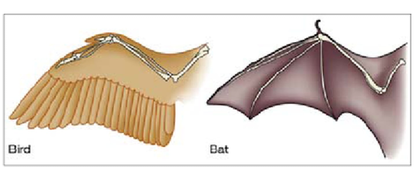 <p>Features in different organisms that look alike</p>