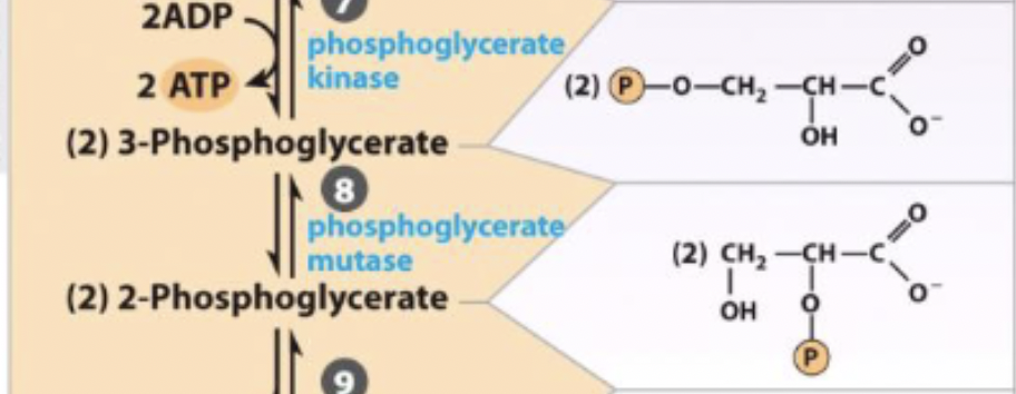 <ul><li><p>swaps C3 phosphate with phosphate on His on enzyme to switch PO3<sup>-</sup> group to C2</p></li><li><p>generates high energy phosphate compound</p></li><li><p>reversible</p></li></ul><p></p>