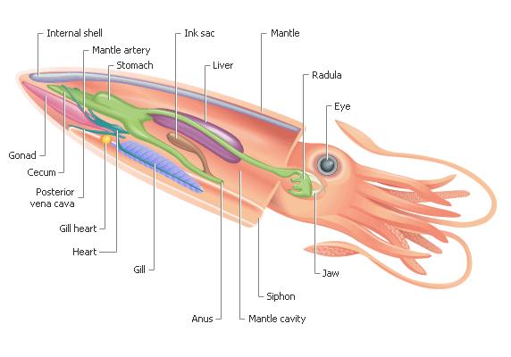 <ul><li><p>“Head foot,” includes octopi, squid, cuttlefish, and nautilus&nbsp;</p></li><li><p>Distinct head (cephalization)&nbsp;</p></li><li><p>Reduced/absent/chambered shell&nbsp;</p></li><li><p>Closed circulatory system&nbsp;</p></li><li><p>Foot is highly modified&nbsp;</p></li><li><p>True brain, enclosed by cartilage&nbsp;</p></li><li><p>Radula + ctenidia modified&nbsp;</p></li><li><p>Active predators/complex behaviors</p></li></ul><p></p>
