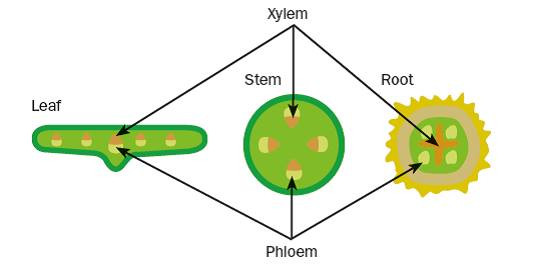 <p>phloem</p>