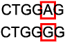 A type of point mutation; the replacement of one nucleotide and its partner in the complementary DNA strand by another pair of nucleotides.