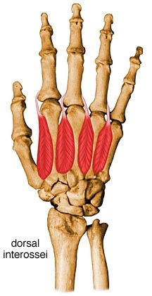 abducts digits 2-5 from the center of the hand