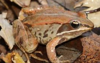 <p>Rana sylvatica</p>