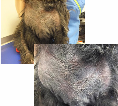 <ul><li><p>Common, usually due to underlying cAD</p></li><li><p>Ventral trunk and interdigital spaces</p></li><li><p>Can be very pruritic</p></li><li><p>Erythema, hyperpigmentation, lichenification, excoriation &amp; alopecia</p></li><li><p>Ddx Malassezia dermatitis</p></li></ul><p></p>