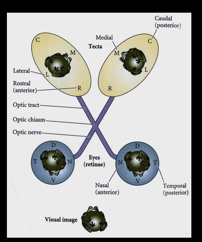 <ul><li><p>retinal axons→ optical tectum (project through <strong>retinal ganglion cells</strong>)</p><ul><li><p>relative position on retina is conserved on the tectum:</p></li><li><p><strong>Temporal retina→ Anterior tectum</strong></p></li><li><p><strong>Nasal Retina→ Posterior tectum</strong></p></li></ul></li></ul><p><em>: retinal ganglion cells project ro specific regions of the tectum so that neighbouring cells in the retina will form connection </em><strong><em>next to each other</em></strong><em> in the tectum, with neighbouring tectal partner neurons</em></p><ul><li><p>.I.e map of visual space is preserved in the brain</p></li></ul><p></p>