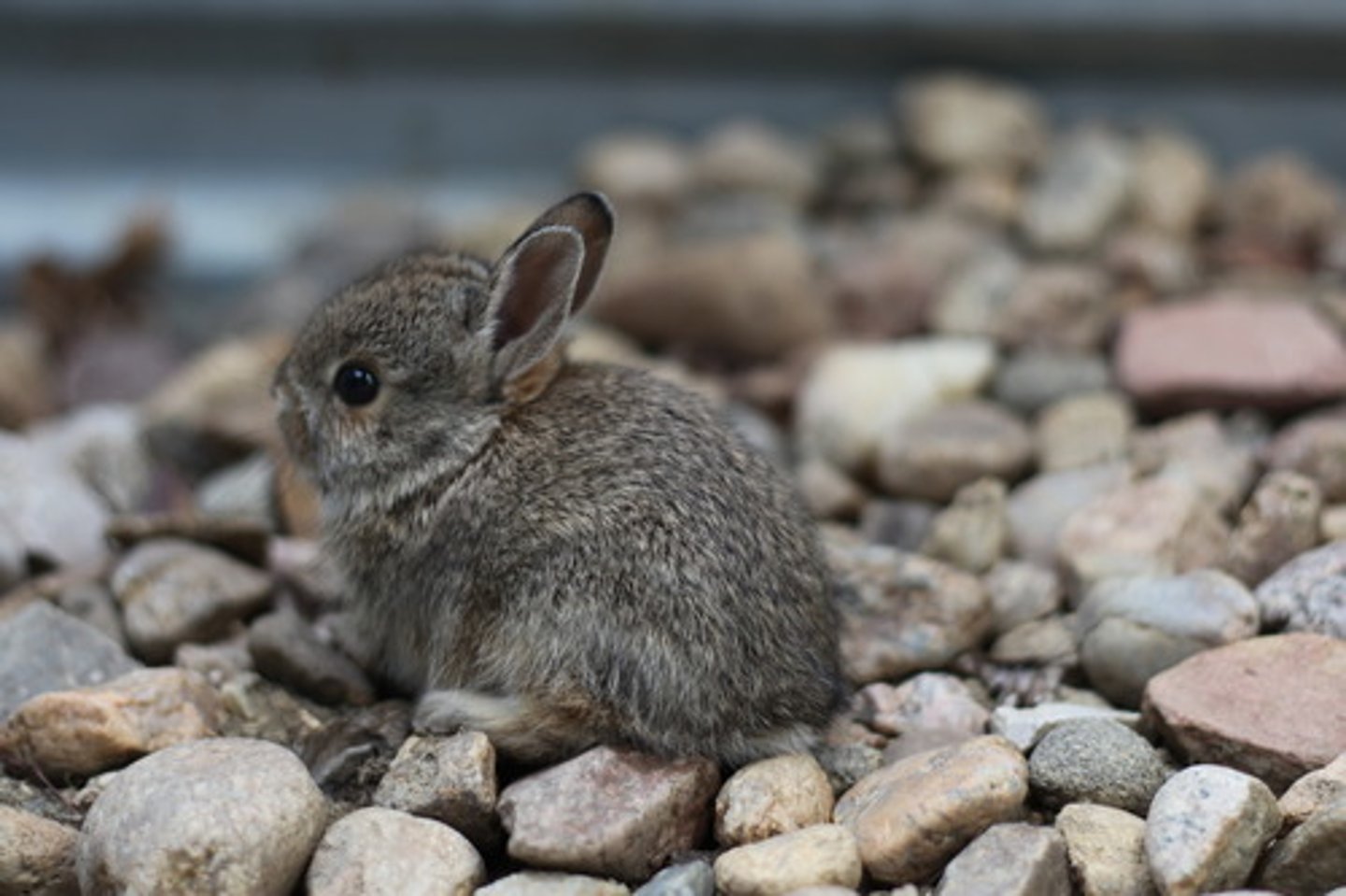 <p>small, smaller, smallest</p>
