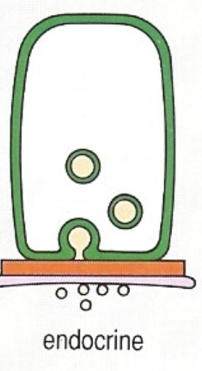 <ul><li><p>exocytosis via basement membrane </p></li></ul><p></p>