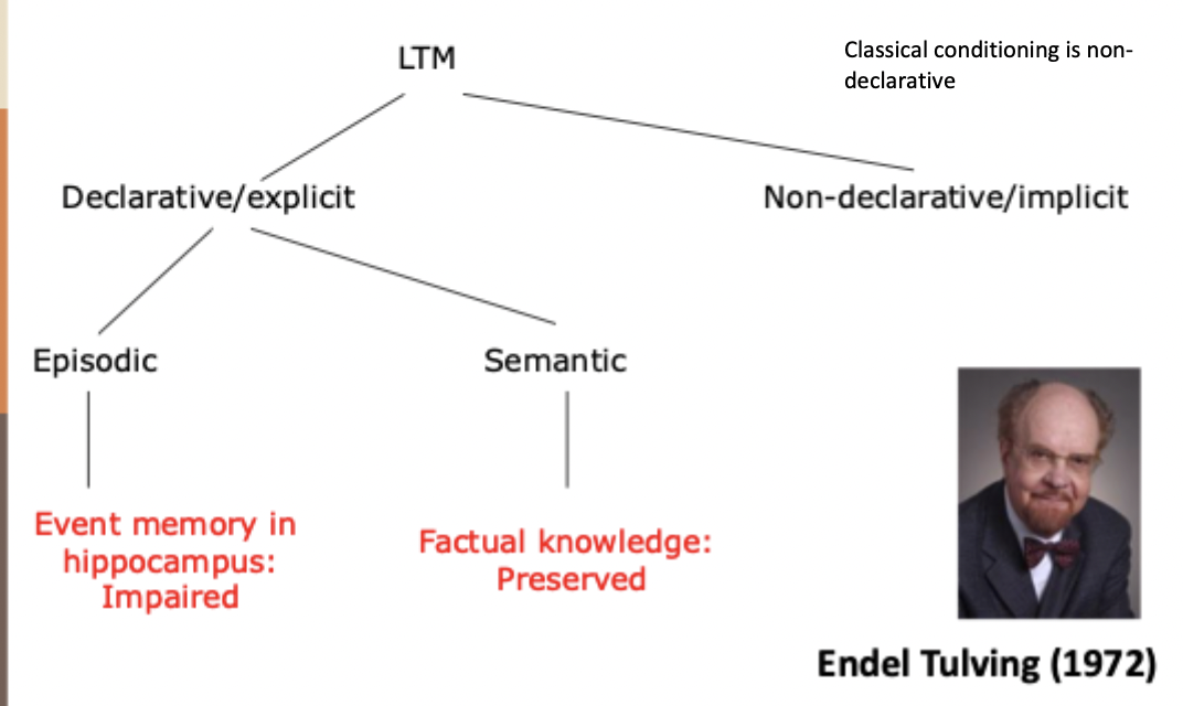 <ul><li><p>Episodic: events, metal time-travel, self-referential, fragile/ easily forgotten, affected in amnesia, better when young</p></li><li><p>Semantic: fact, time/place NOT coded, NOT self-referential, more durable/consolidated, not affected in amnesia, better when old</p></li></ul><p></p>