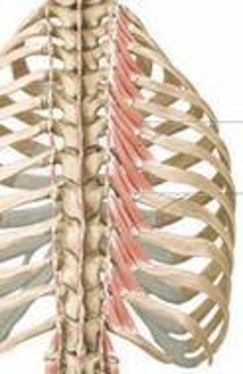 <p>expansion of ribs during breathing</p>