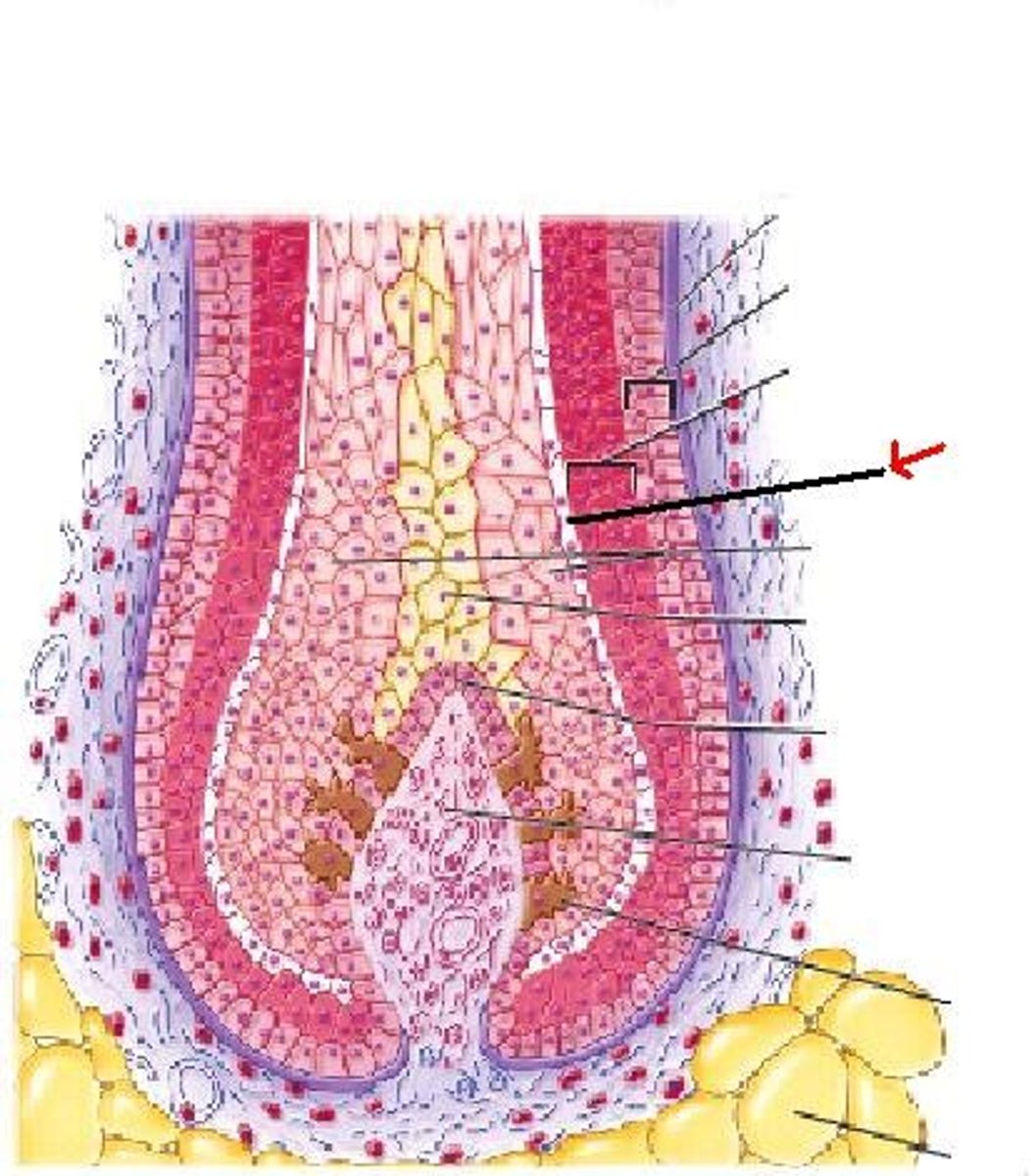 <p>outermost layer of hair</p>